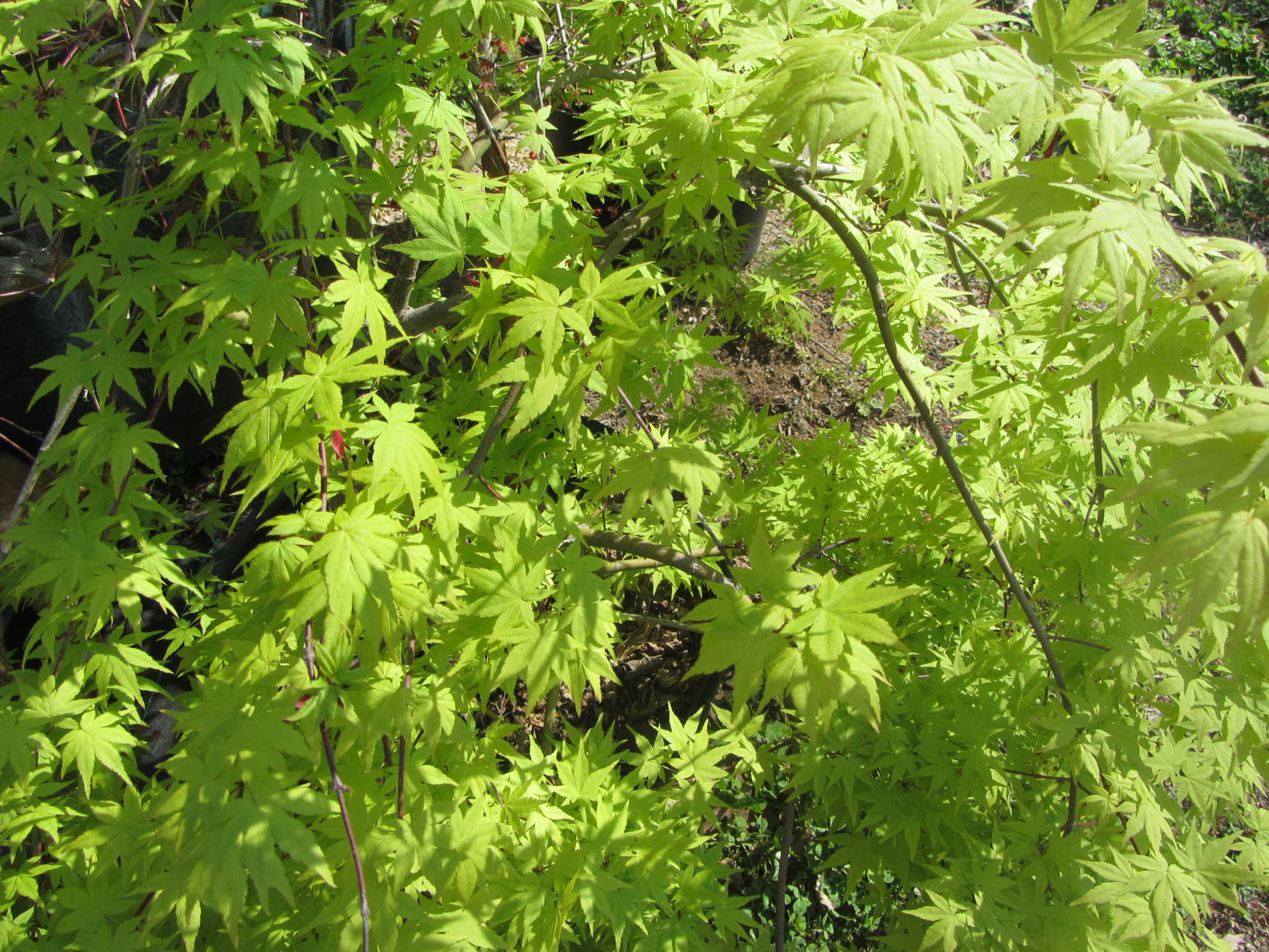 Japanese maple (1).JPG
